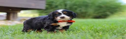 Mini Bernedoodle dogs for sale: Fireball - Ad 4