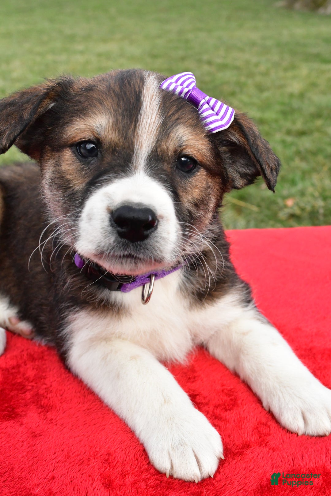 Mixed Breed dogs for sale: Maple - Ad 4