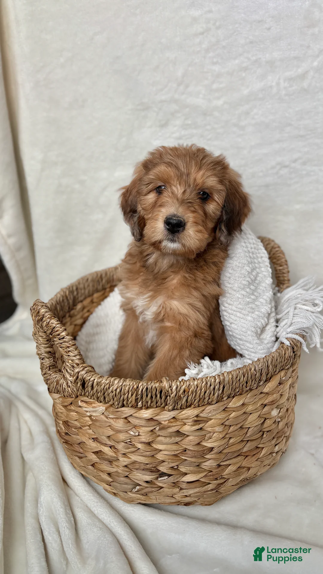 Bernedoodle dogs for sale: Coco - Ad 4