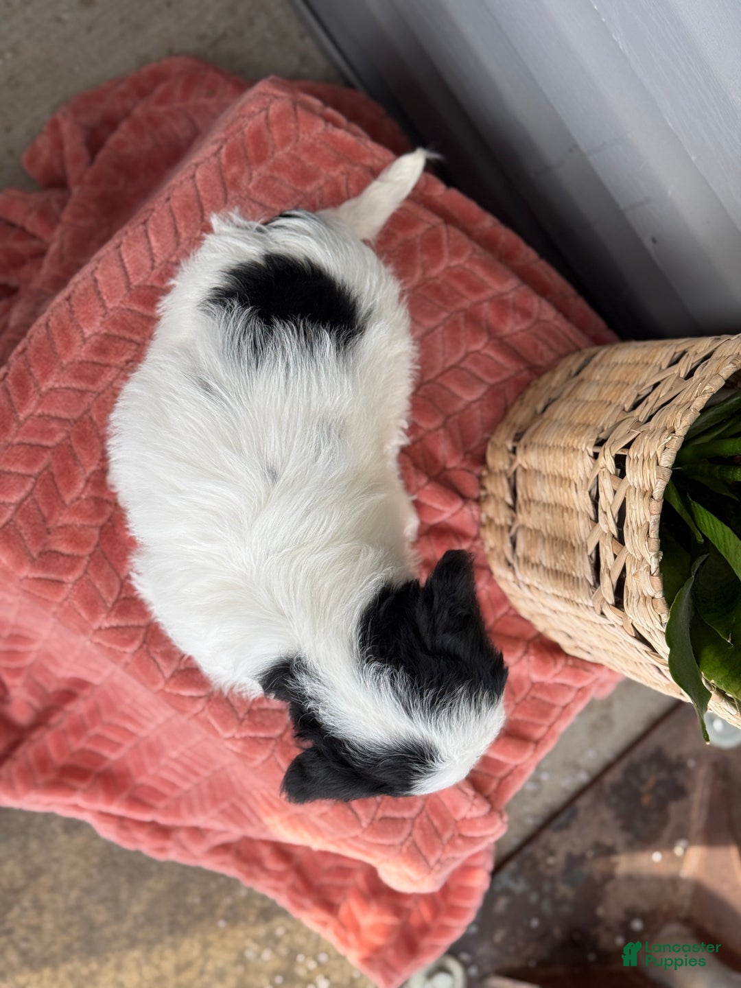 Mini Bernedoodle dogs for sale: Fluffy - Ad 4