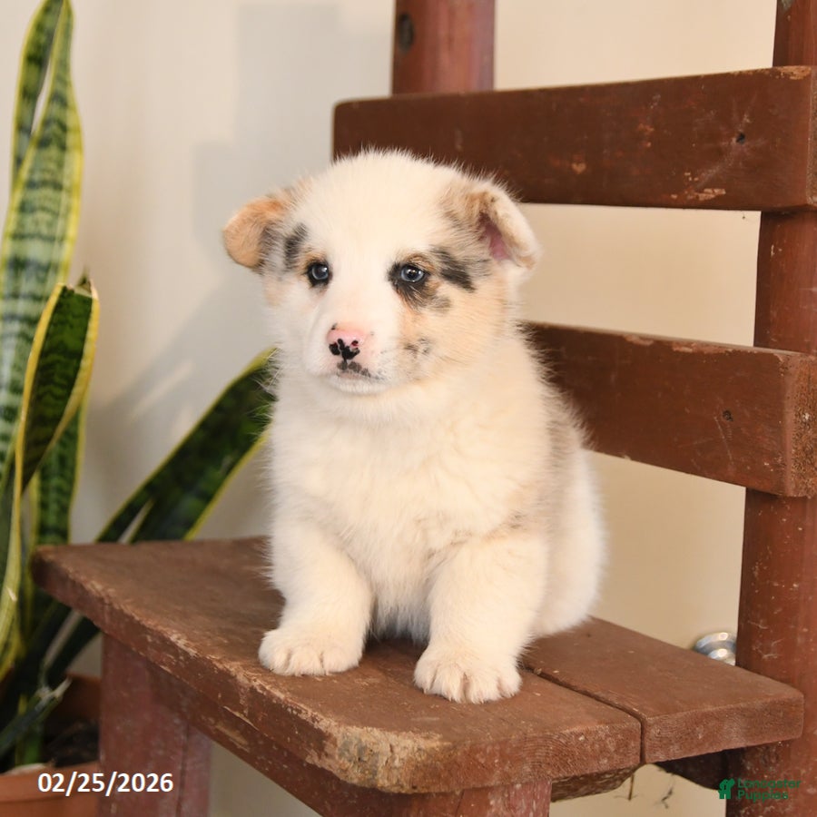 Welsh Corgi Pembroke dogs Bambi - Ad 2