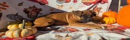 Boxer dogs for sale: Saigd - Ad 3