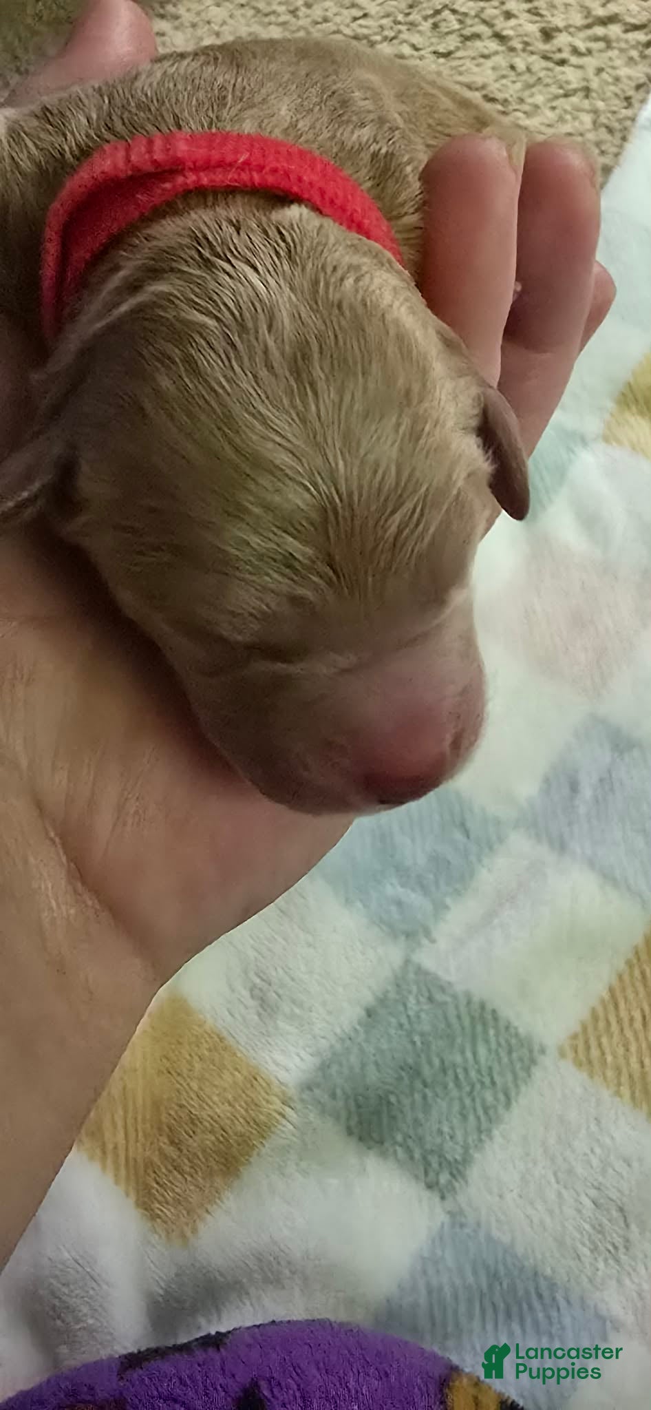 Mini Goldendoodle dogs for sale: daisy  - Ad 2