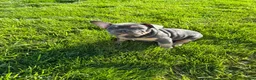 French Bulldog dogs for sale: Snoot - Ad 3