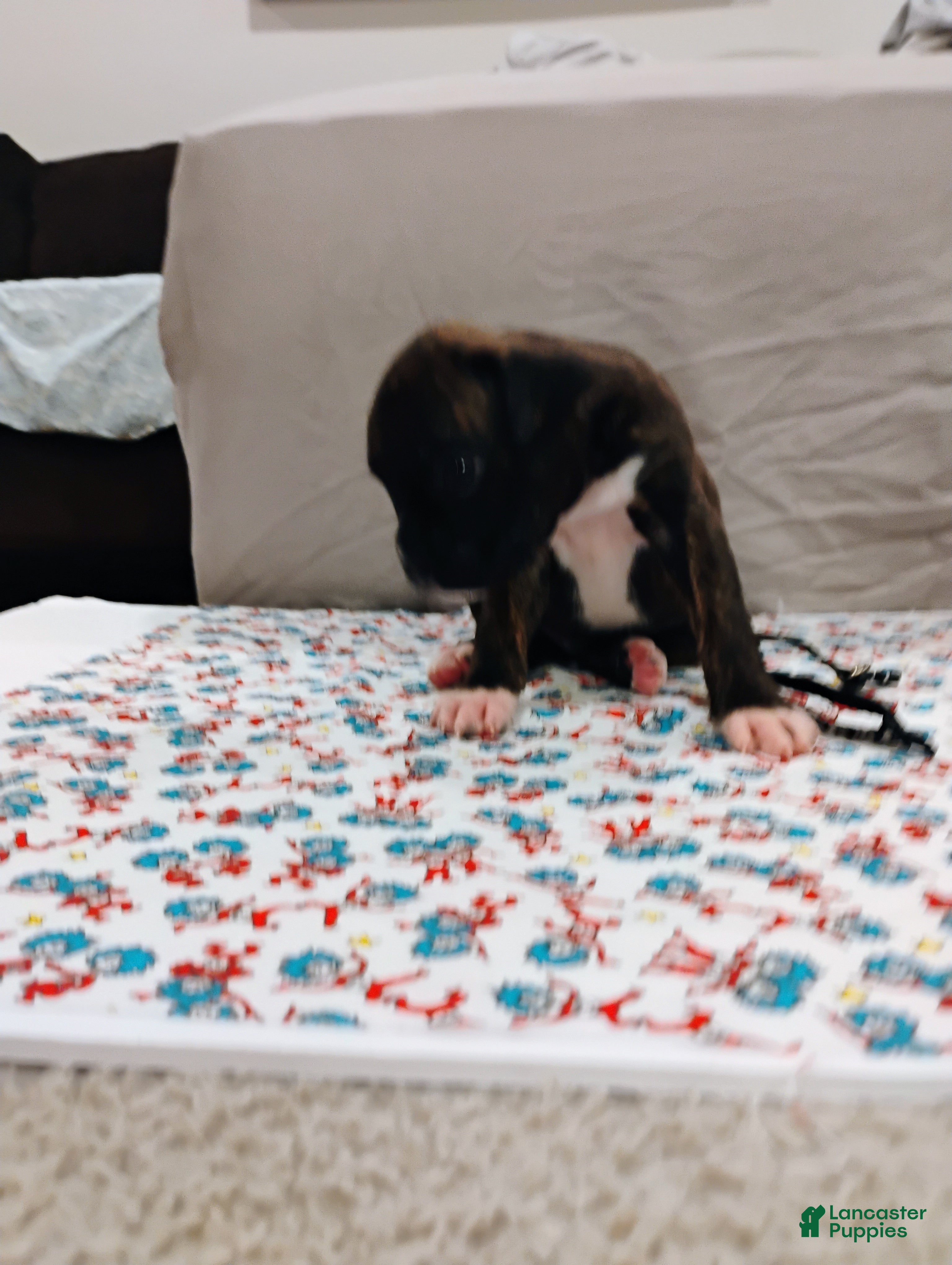 Boxer dogs Boxer 3 - Ad 22
