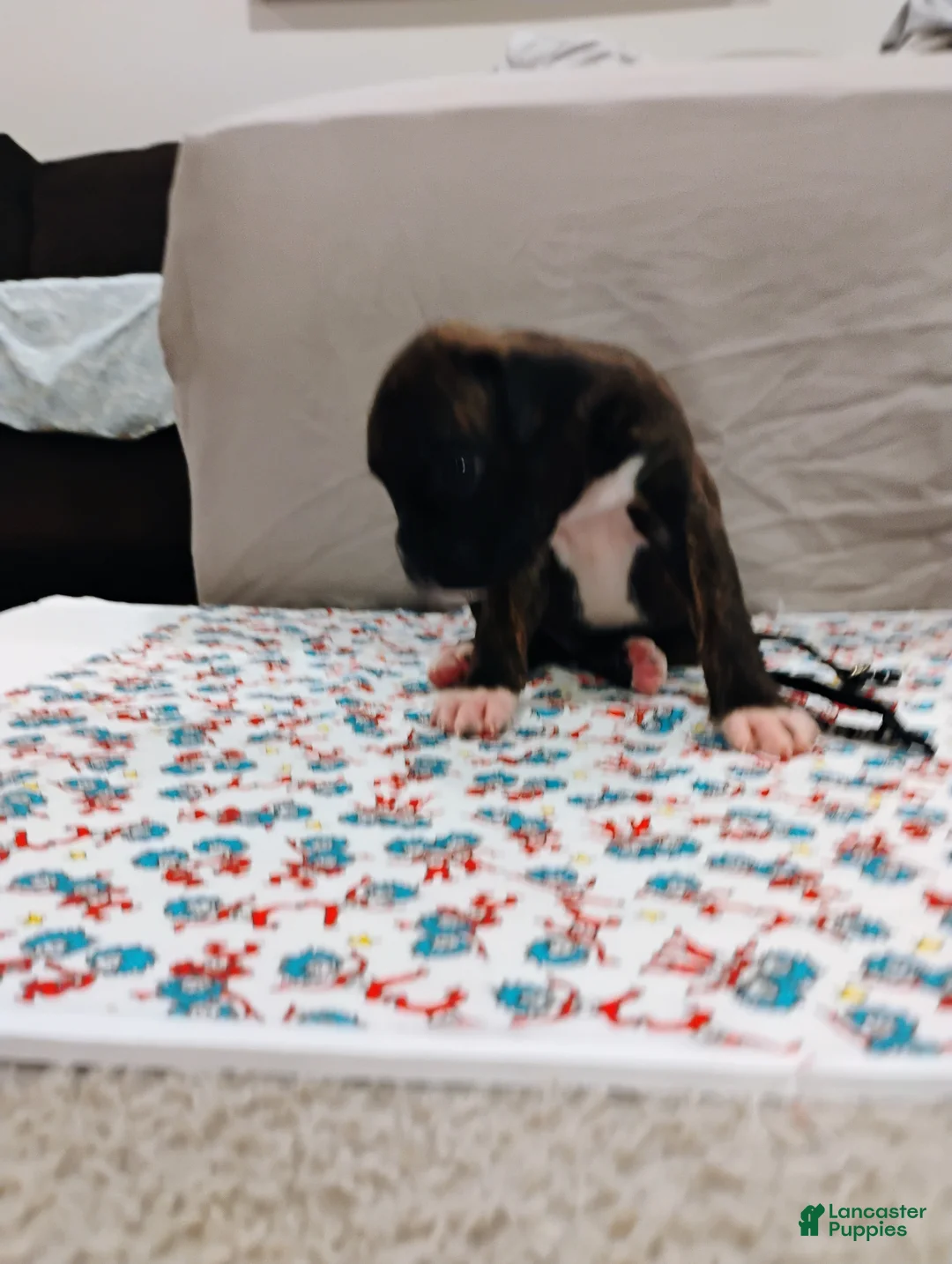 Boxer dogs for sale: Boxer 3 - Ad 1