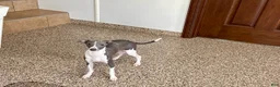 Italian Greyhound dogs for sale: Melanie  - Ad 8