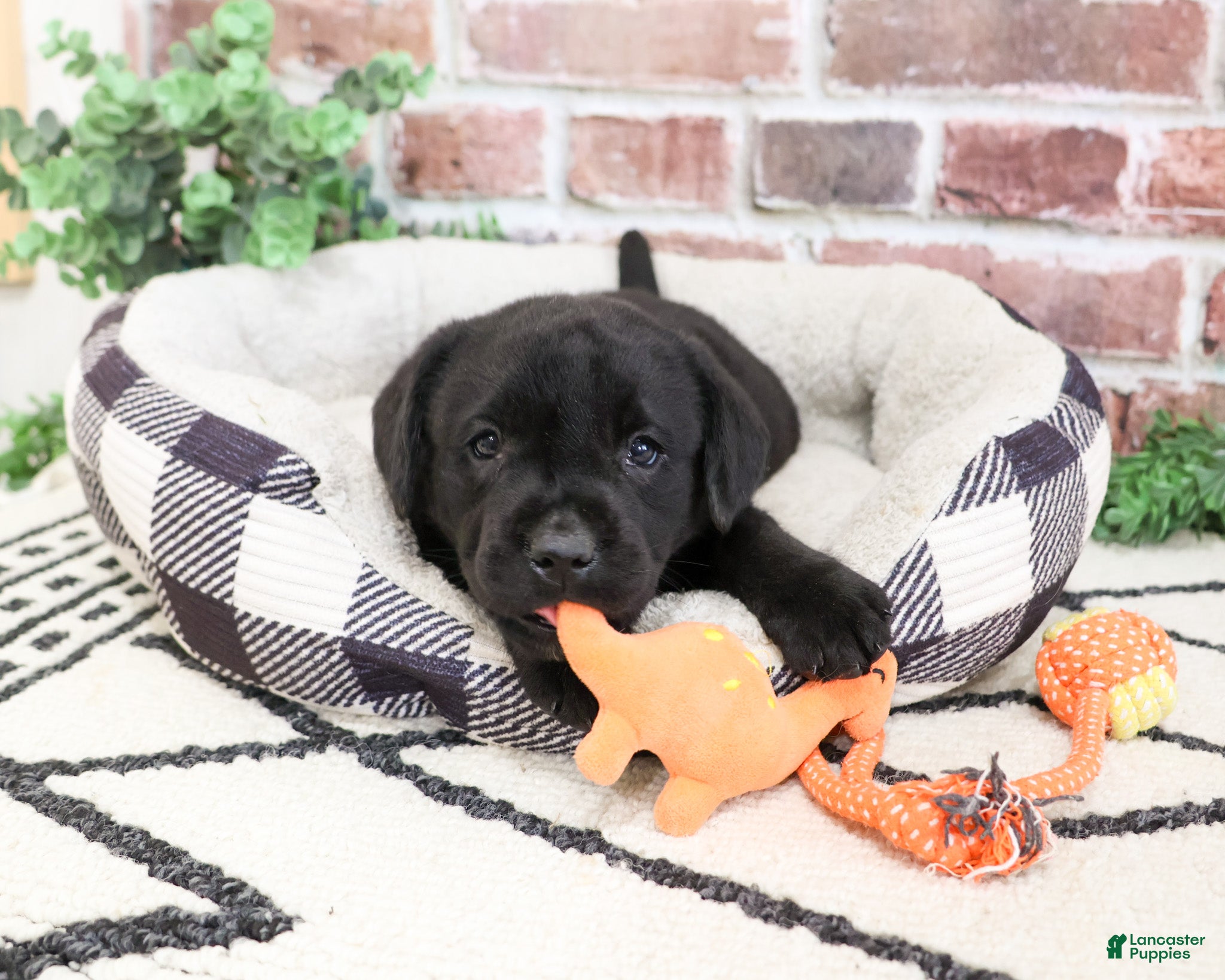 Labrador Retriever dogs Magneto - Ad 14