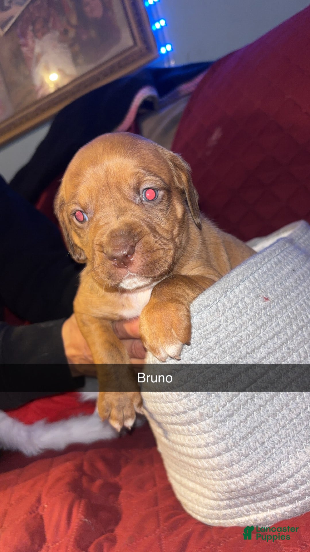 Mixed Breed dogs for sale: Bruno - Ad 2