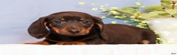 Miniature Dachshund dogs for sale: Phillip - Ad 6