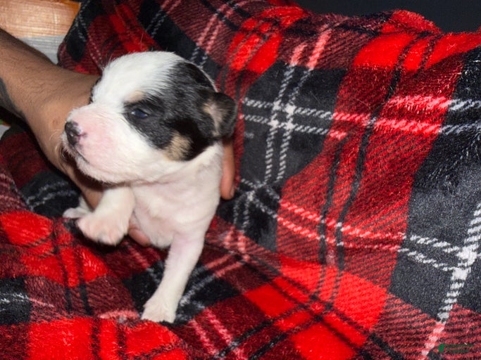 Gallery Image {{count}}