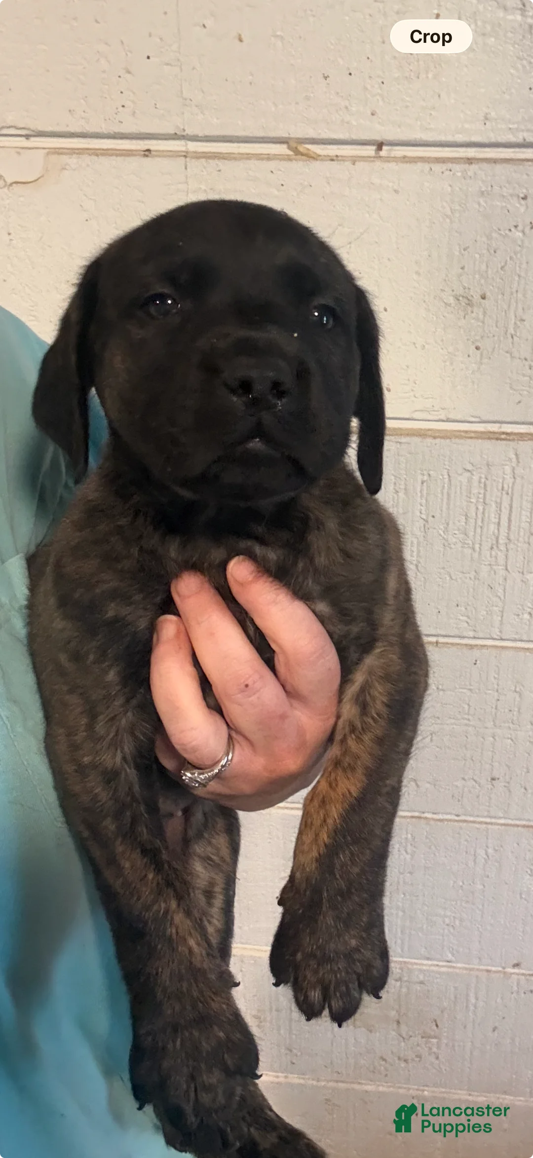 English Mastiff dogs for sale: English Mastiff Puppy 4 - Ad 1