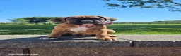 Boxer dogs for sale: Barney - Ad 3