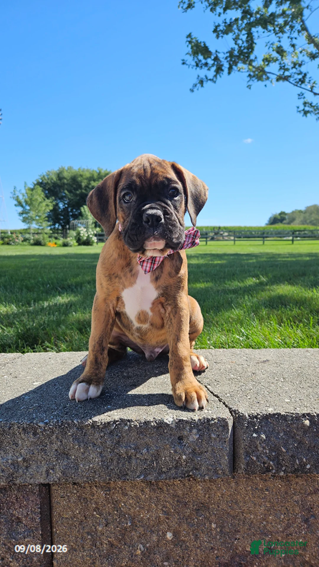 Boxer dogs for sale: Barney - Ad 3