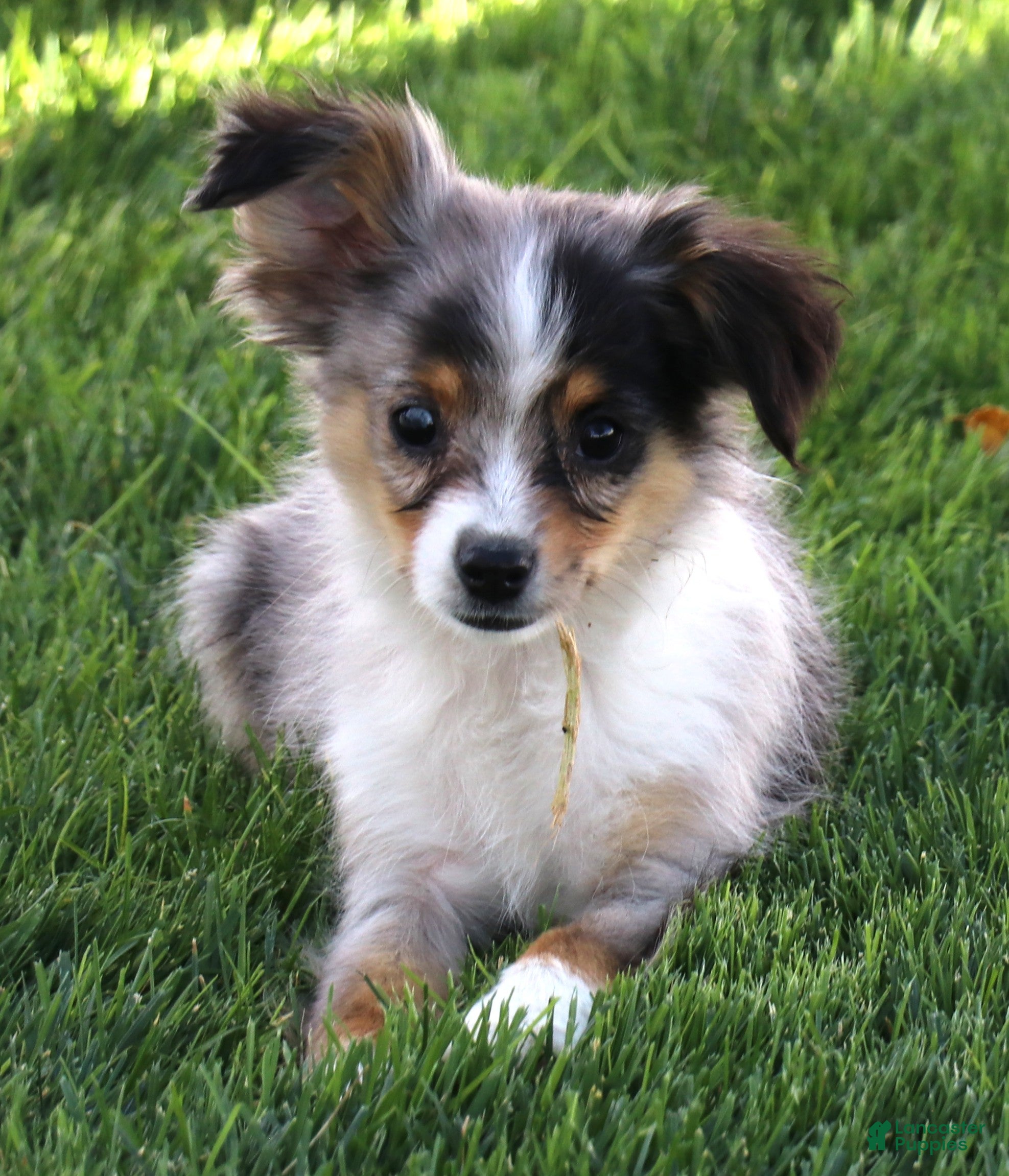 Toy Australian Shepherd dogs for sale: Fairy blue merle Toy Aussie f - Ad 12