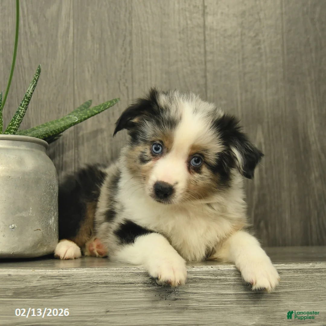 Miniature Australian Shepherd dogs for sale: Cheif  - Ad 4