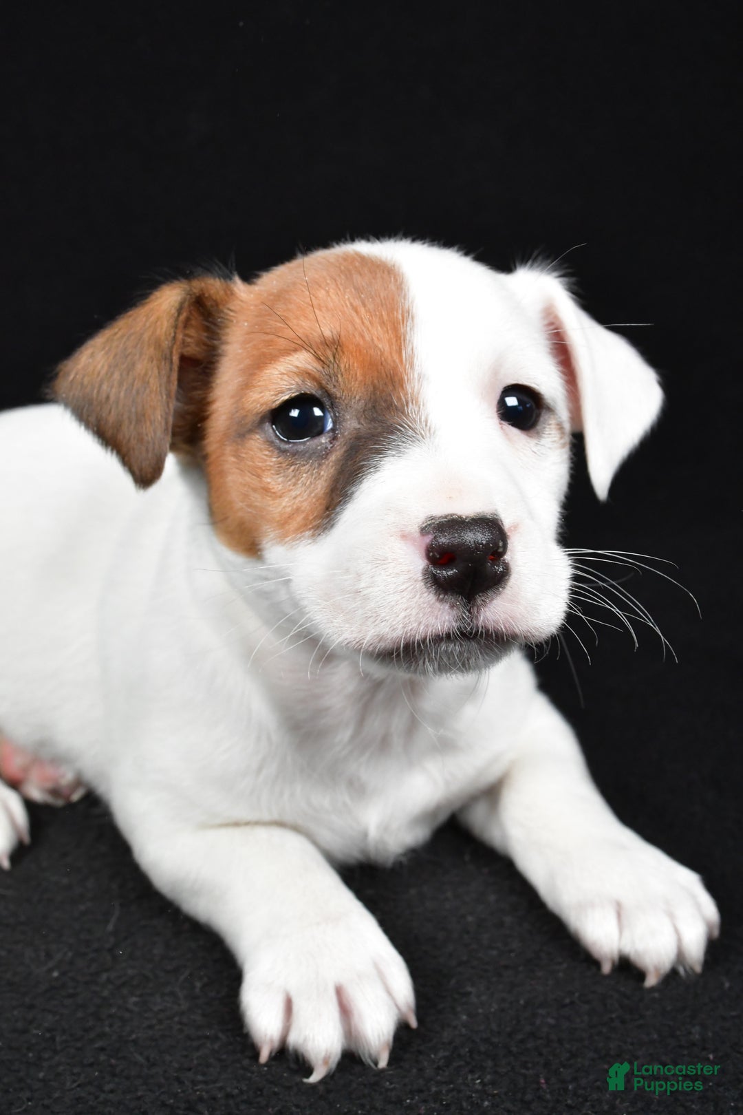 Jack Russell Terrier dogs for sale: Rover - Ad 4