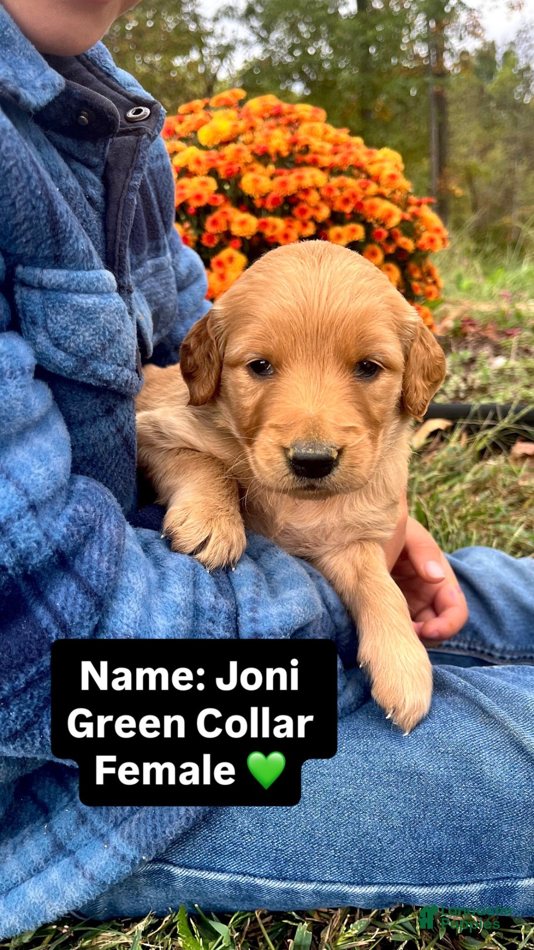 Golden Retriever dogs Golden Retriever Joni - Ad 2