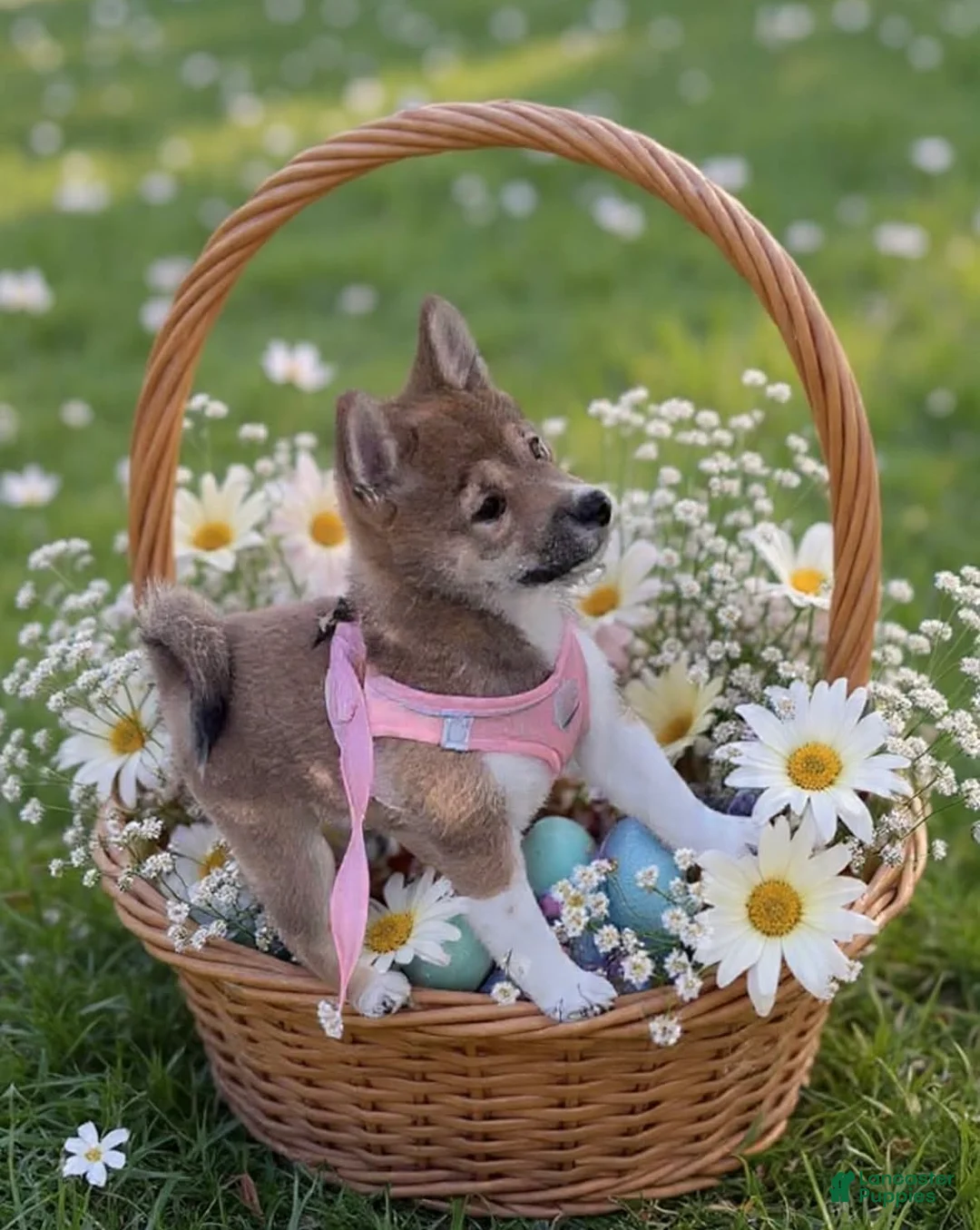 Shiba Inu dogs for sale: Shiba Inu Puppy 1 Bella  - Ad 1