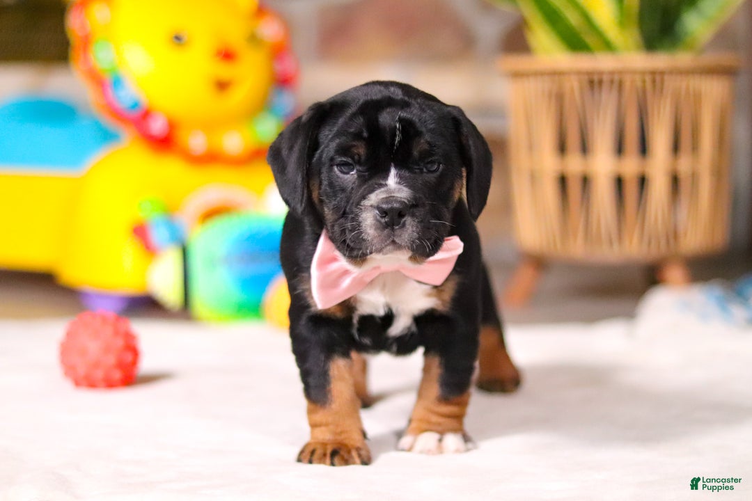 Mixed Breed dogs for sale: Faith - Ad 8