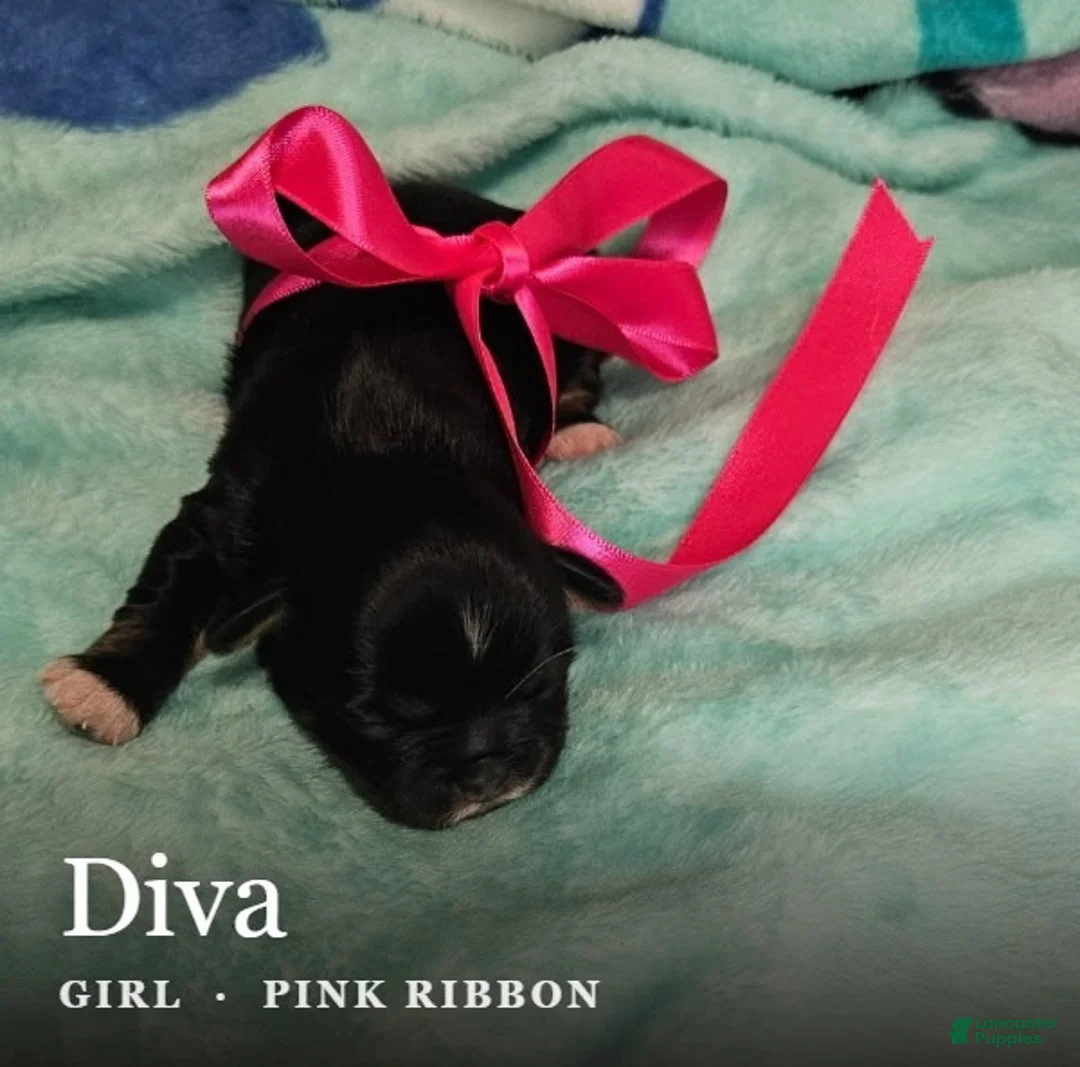 Shih Tzu dogs for sale: Diva - Ad 1