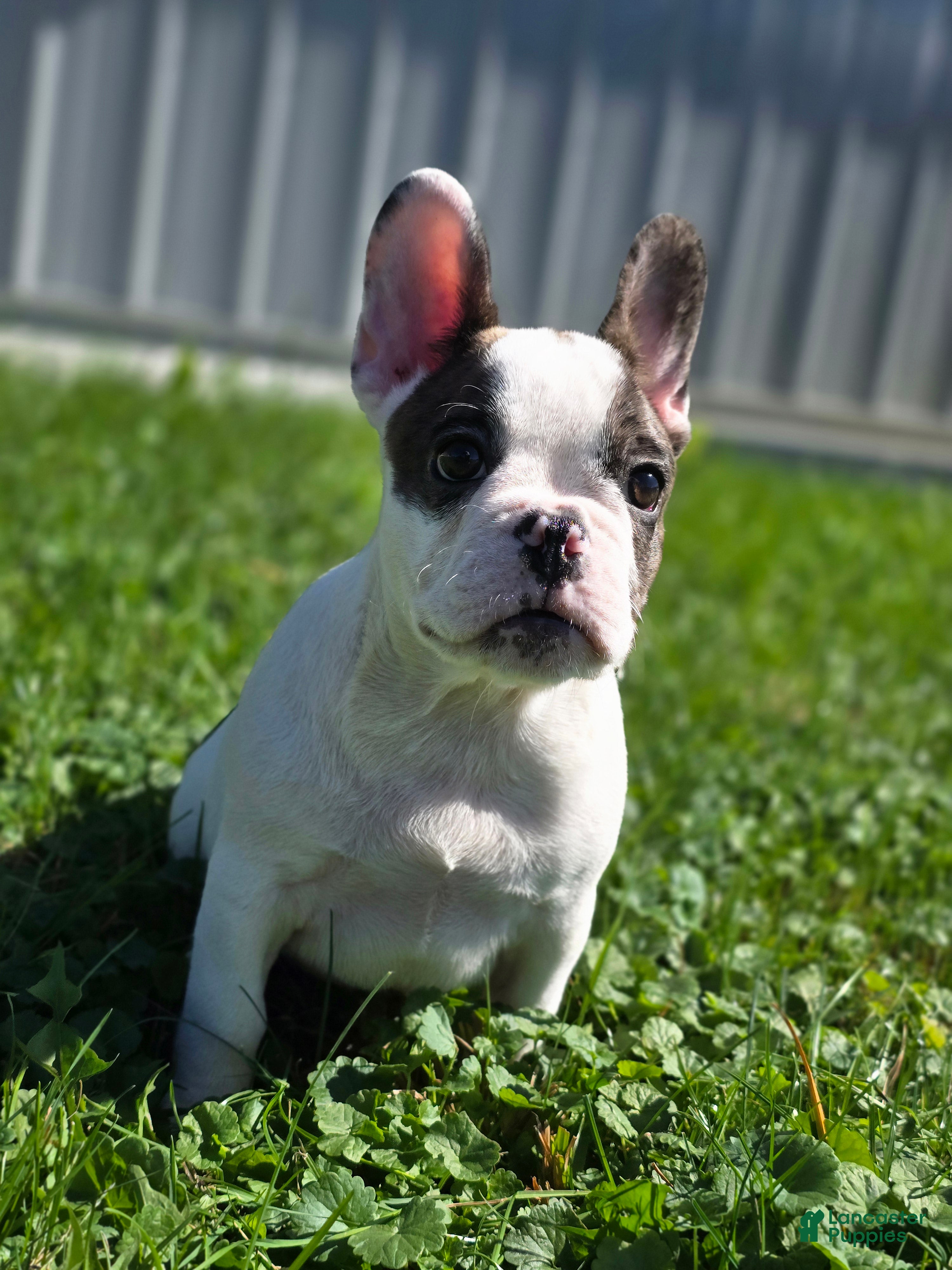 French Bulldog dogs Duncan - Ad 32