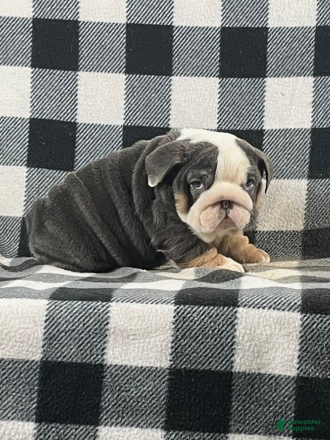 English Bulldog dogs for sale: Buddy - Ad 2