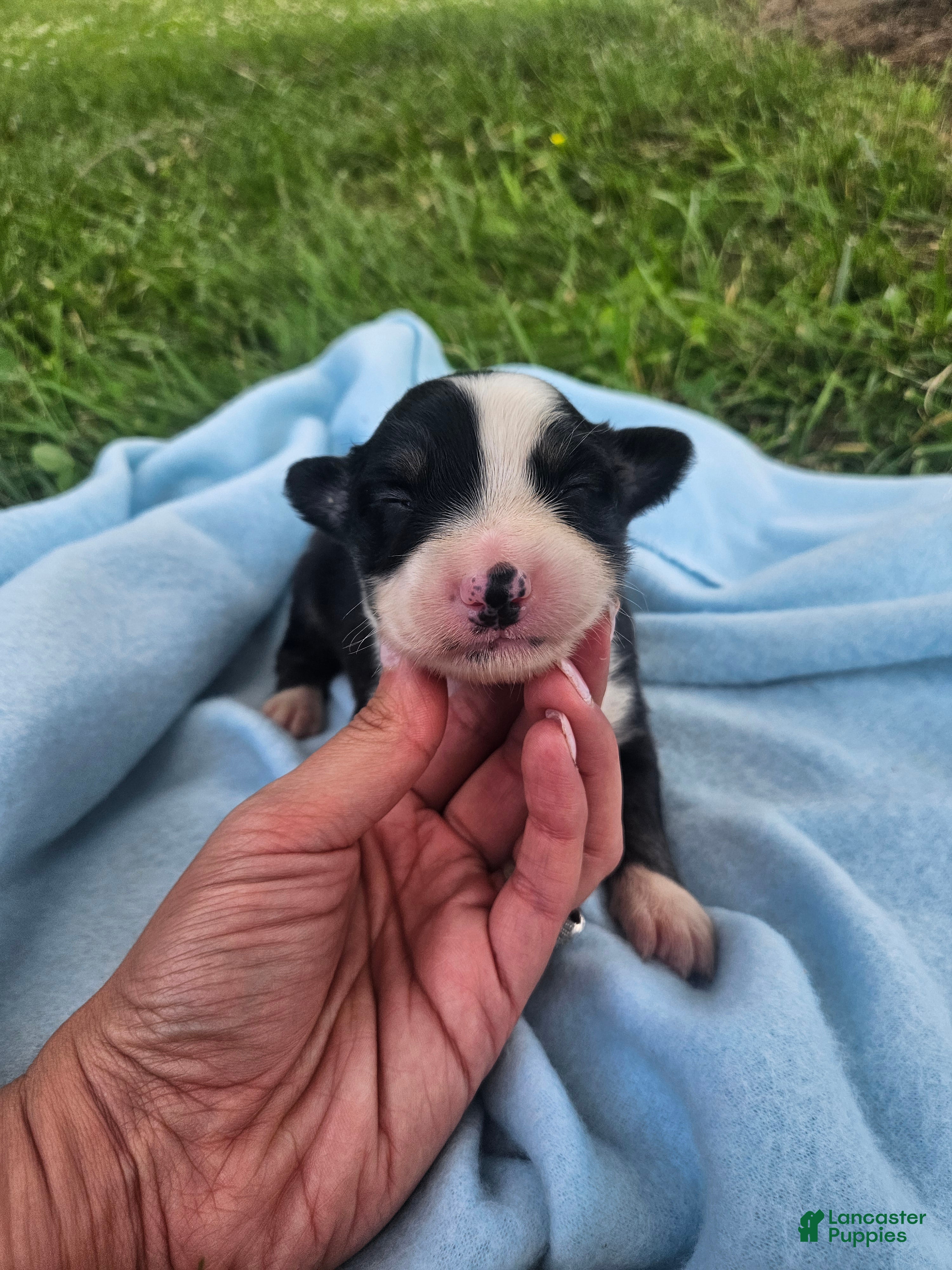 Australian Shepherd dogs Louie - Ad 32