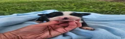 Australian Shepherd dogs for sale: Louie - Ad 1