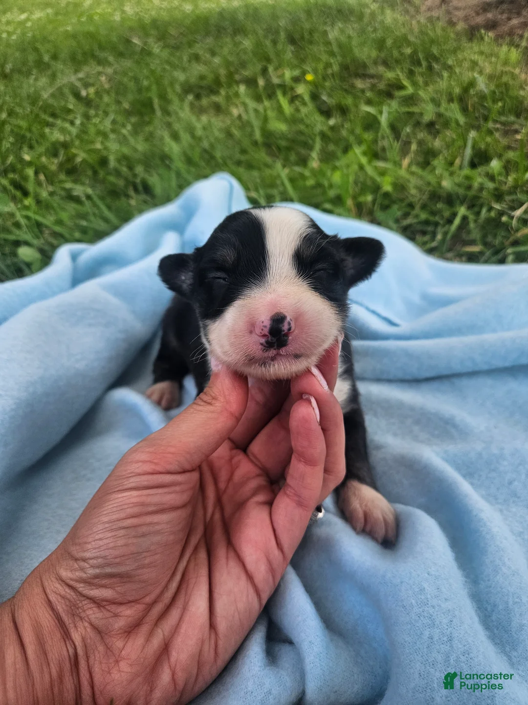 Australian Shepherd dogs for sale: Louie - Ad 1