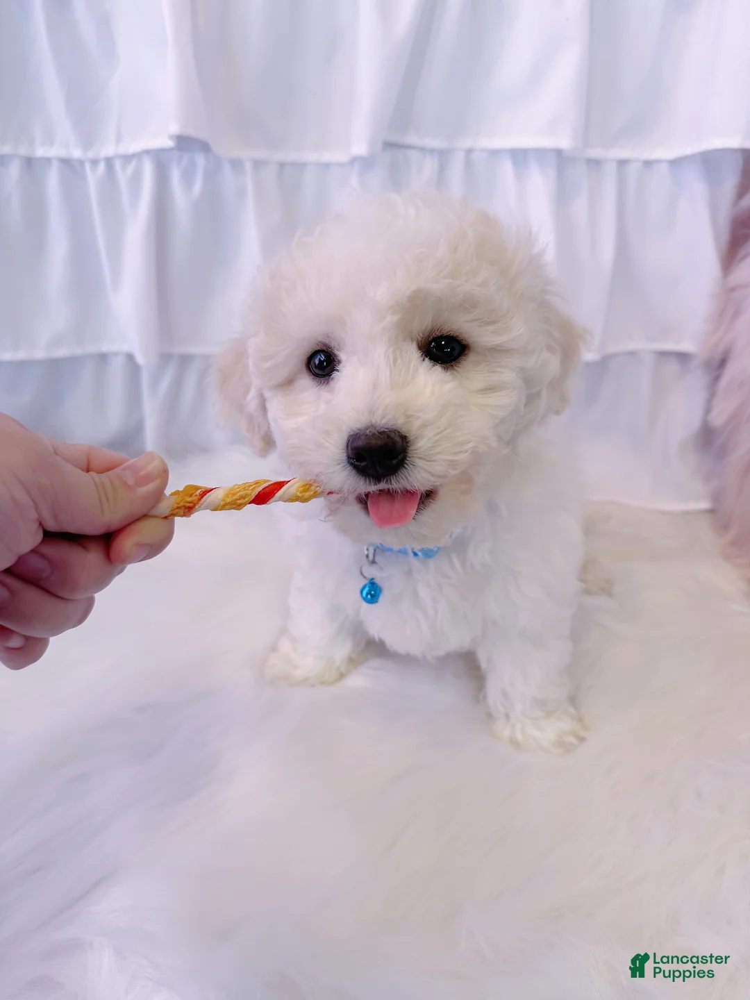 Bichon Frise dogs for sale: ❤️Teddy❤️ - Ad 2