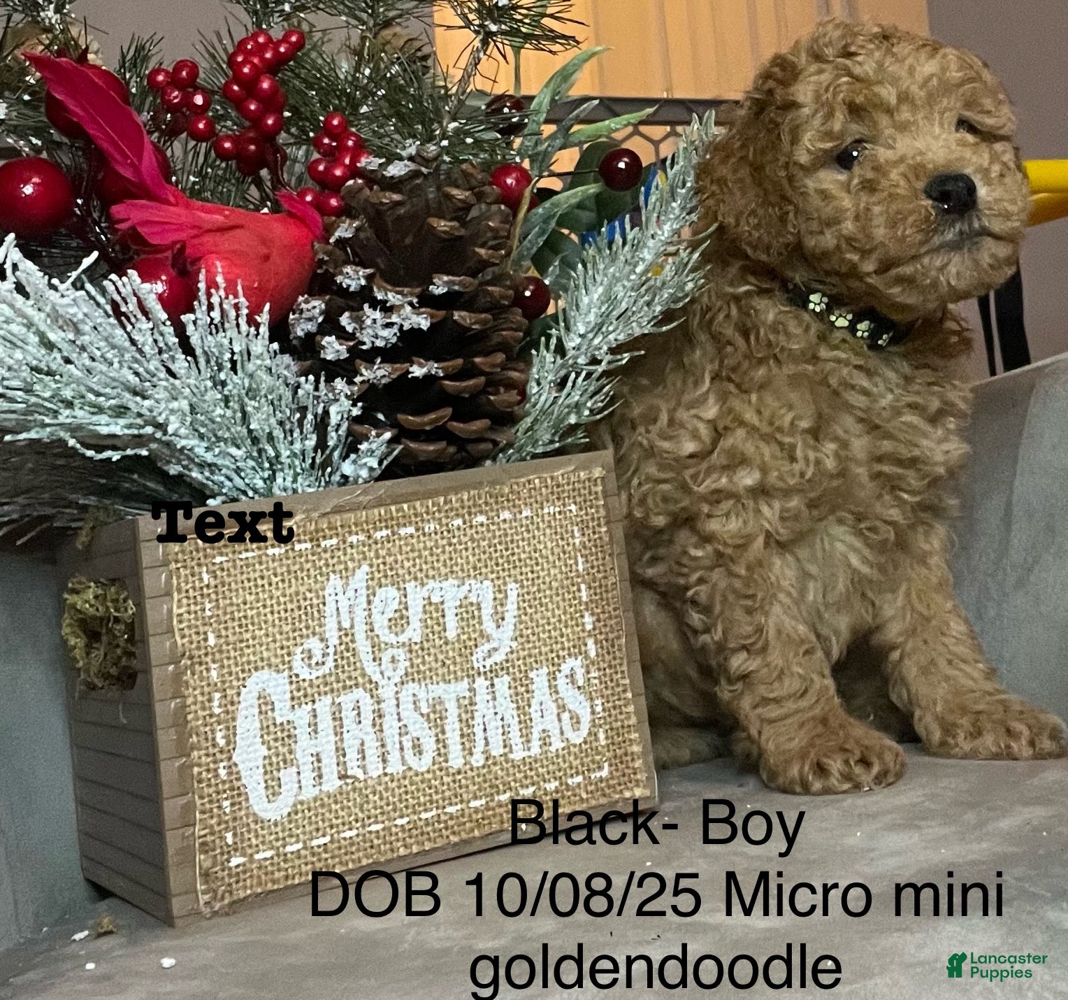 Mini Goldendoodle dogs Mini Goldendoodle Puppy Black - Ad 7