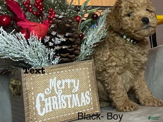 Mini Goldendoodle dogs Mini Goldendoodle Puppy Black - Ad 19