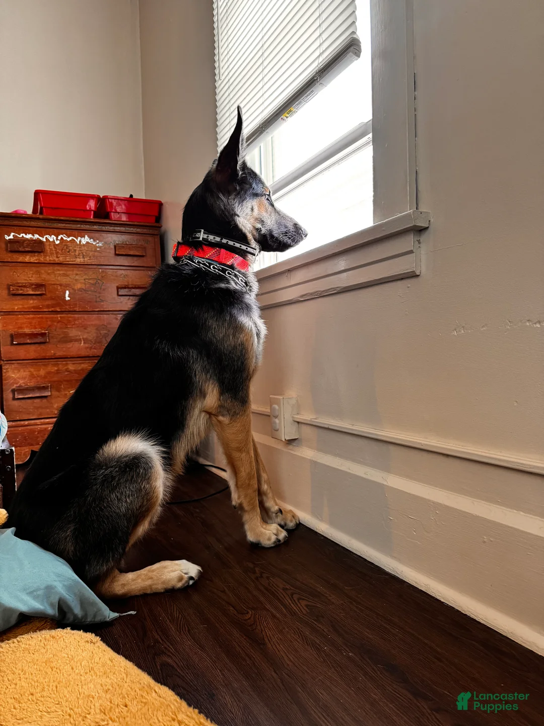 Mixed Breed dogs for sale: Knox - Ad 6