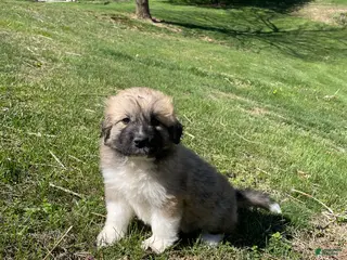 Mixed Breed dogs for sale: Honey Dew - Ad 2