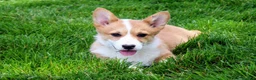 Welsh Corgi Pembroke dogs for sale: Olive(triple clear) AKC - Ad 8