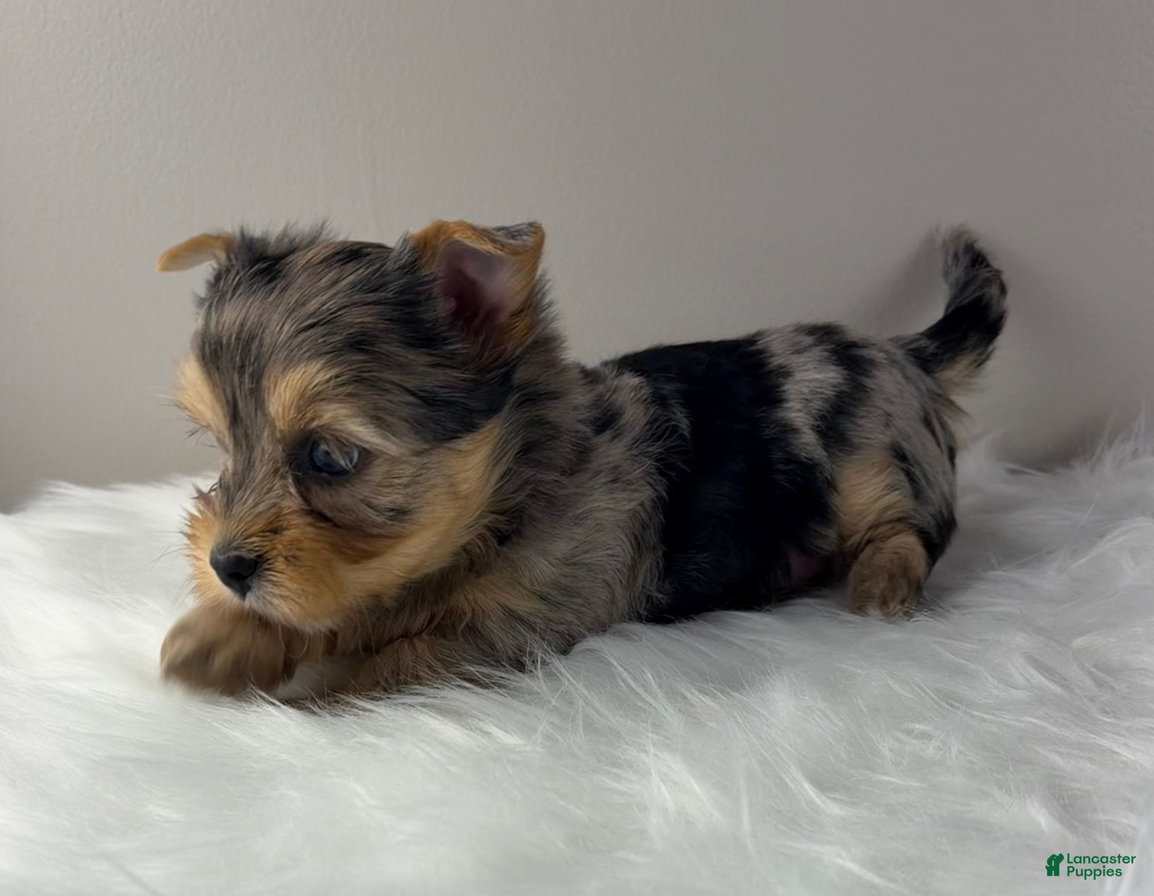 Yorkshire Terrier dogs Maverick  - Ad 1