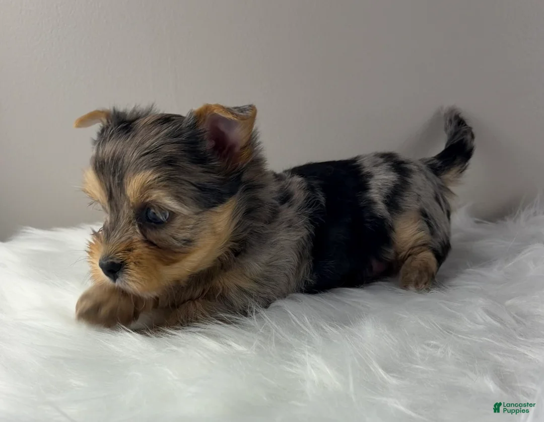 Yorkshire Terrier dogs for sale: Maverick  - Ad 1