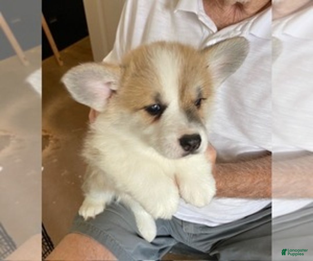 Gallery Image {{count}}