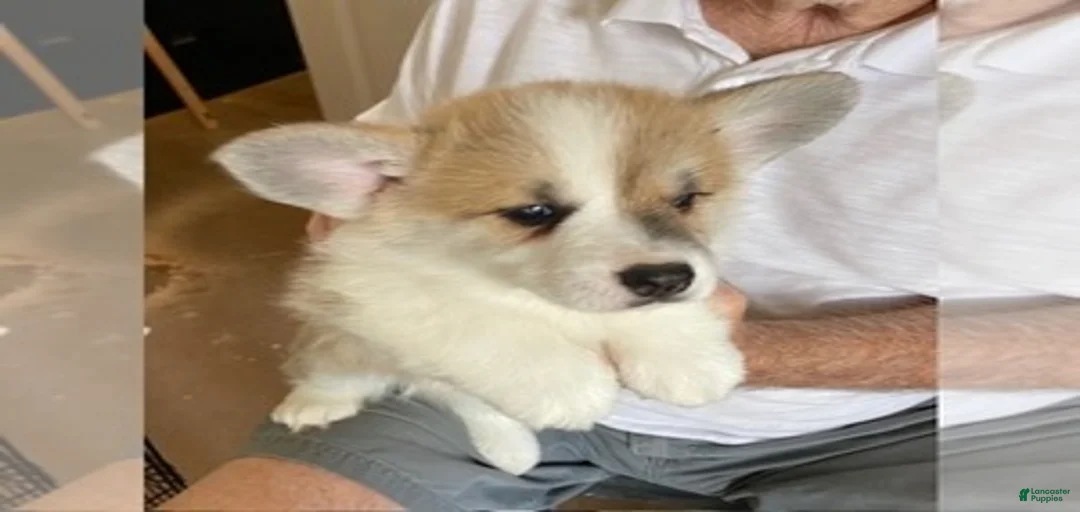 Gallery Image {{count}}