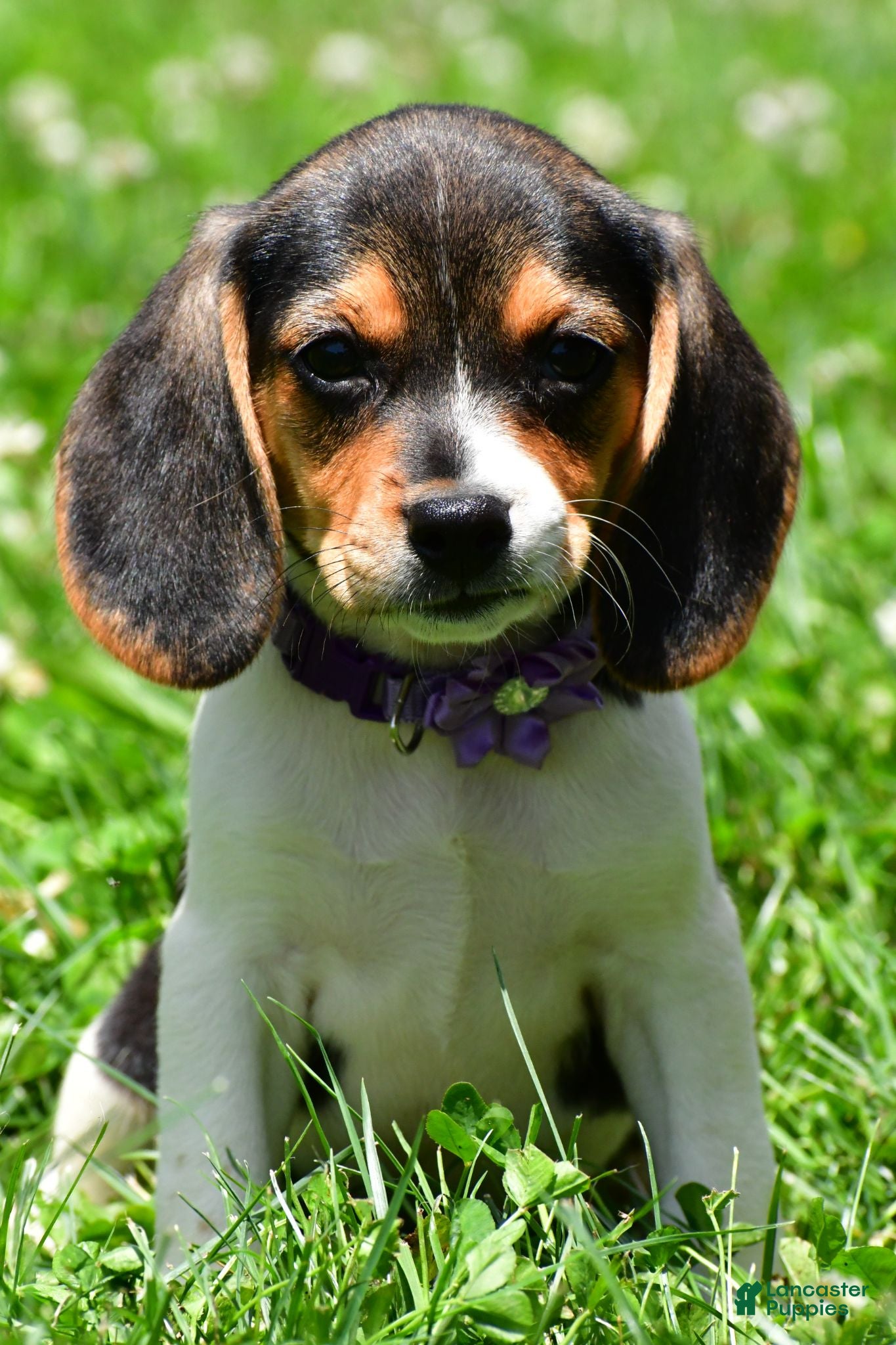 Beagle dogs Vicky - Ad 1