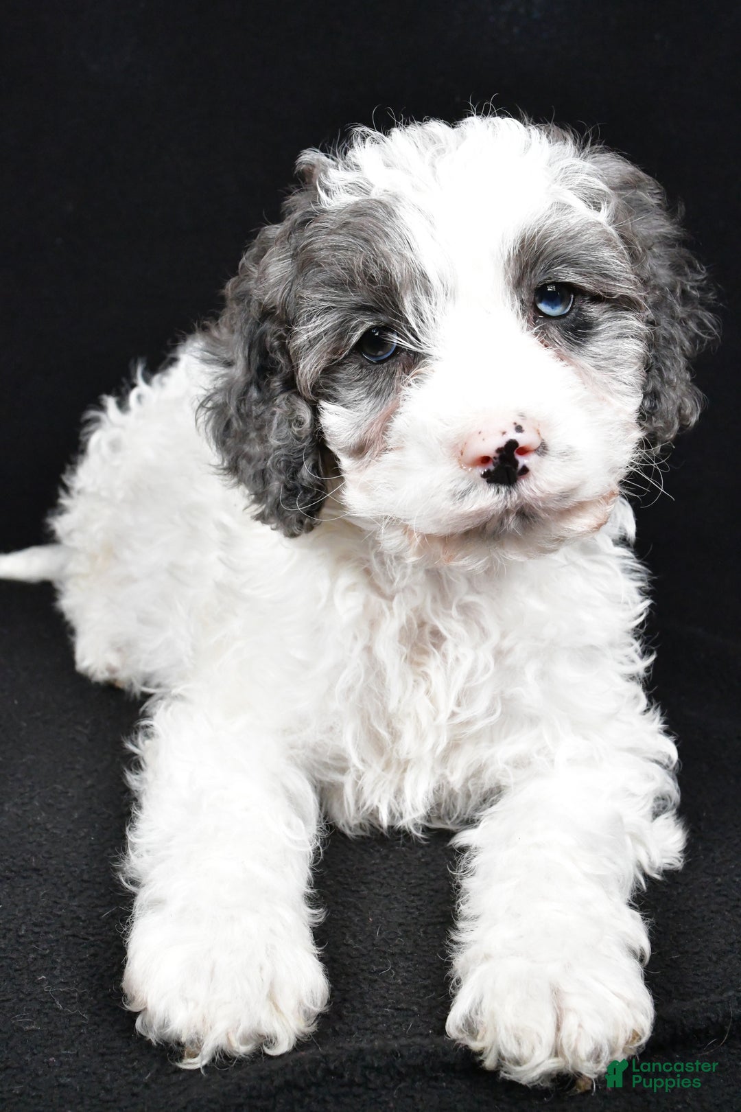 Cockapoo dogs for sale: Rowen - Ad 3