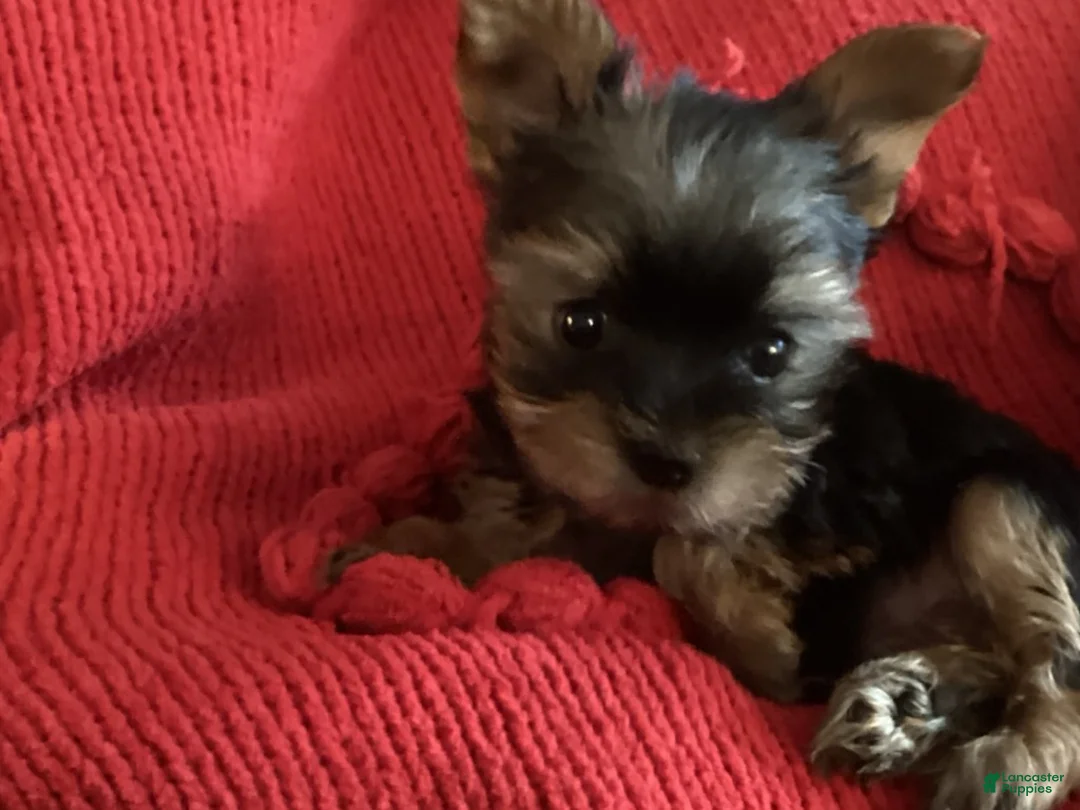 Yorkshire Terrier dogs for sale: Yorkshire Terrier blue - Ad 7