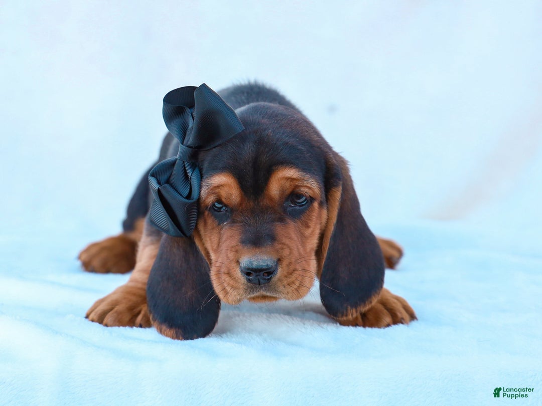 Basset Hound dogs for sale: Walker Basset Hound Pup - Ad 5