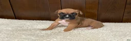Boxer dogs for sale: Jax - Ad 1
