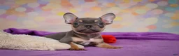 French Bulldog dogs for sale: Bobby - Ad 9