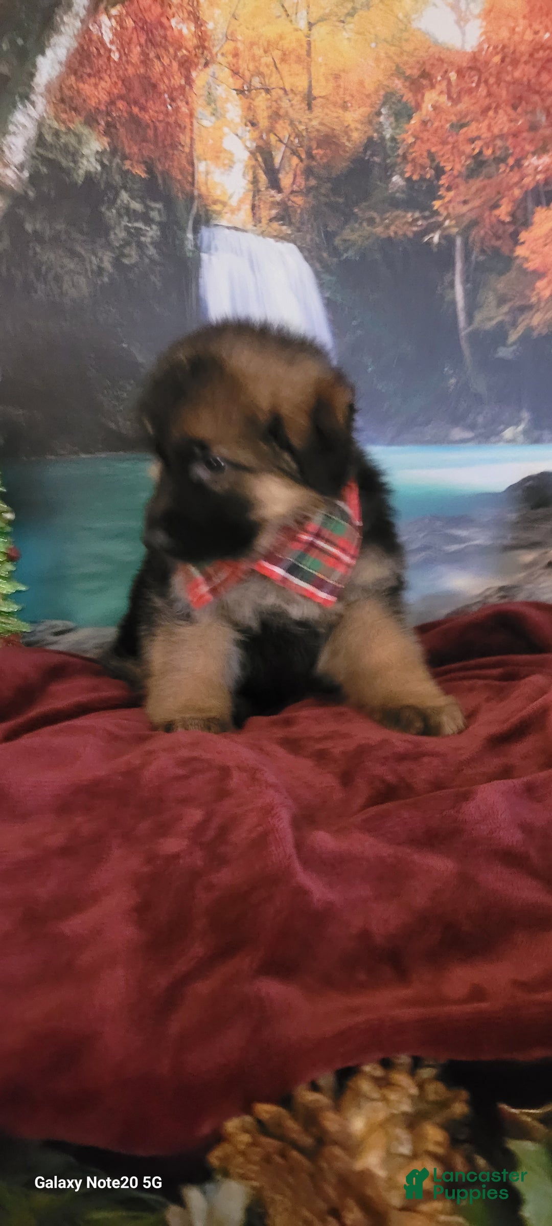 German Shepherd dogs for sale: Tiny Tim - Ad 2