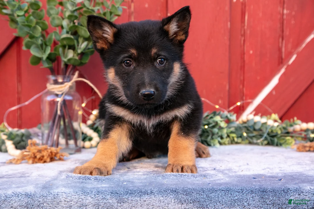 German Shepherd dogs for sale: Axel - Ad 3