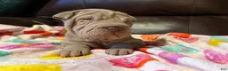Shar Pei dogs for sale: Romeo - Ad 5