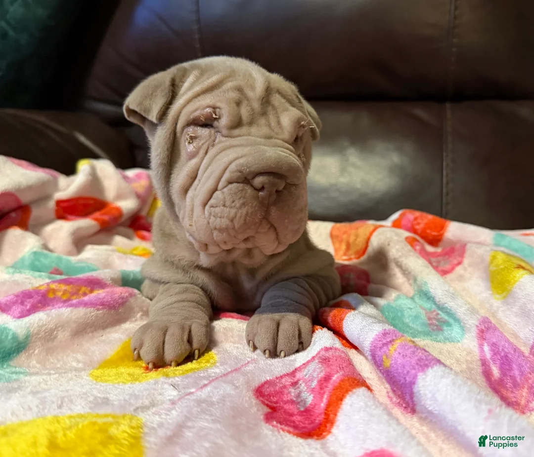 Shar Pei dogs for sale: Romeo - Ad 5